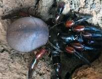 13 novas espécies de aranha são encontradas na Austrália