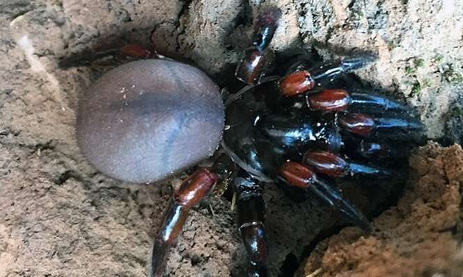 Novas espécies de aranha são encontradas na Austrália