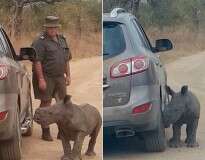 Bebê rinoceronte órfão afaga carro ao confundi-lo com outro rinoceronte durante tentativa de recrutá-lo como sua mãe