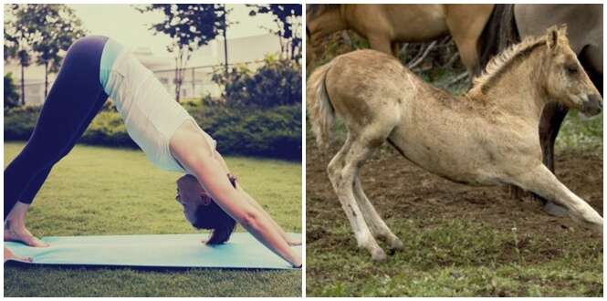 Animais que adoram praticar yoga