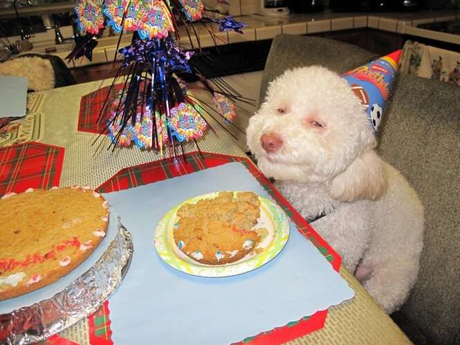 Fotos divertidas de animais comemorando seu aniversário