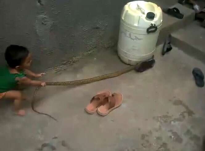 Vídeo flagra menina pequena brincando com enorme cobra