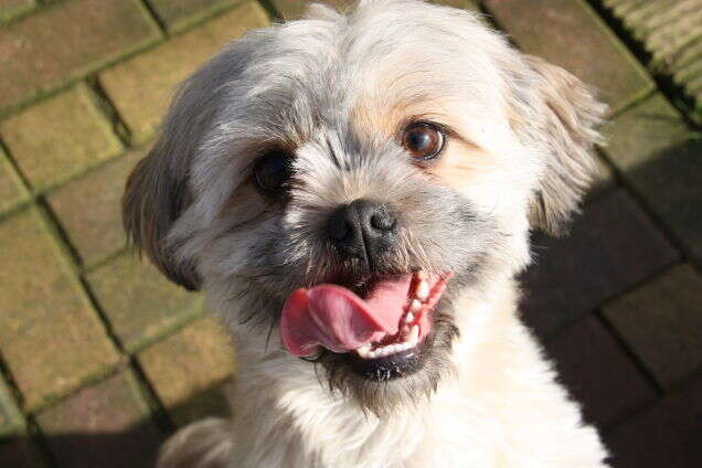 Porque seu cachorro fica tão feliz quando você chega em casa?