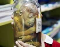 Macaco bebê conservado em frasco choca visitantes de parque