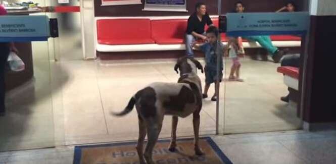 Cão fiel permanece de guarda na entrada de hospital esperando sua dona idosa