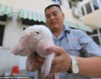 Porco de duas cabeças é encontrado vivo após ser abandonado na China