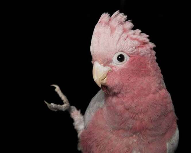 Spike pink and grey galah (fused leg)