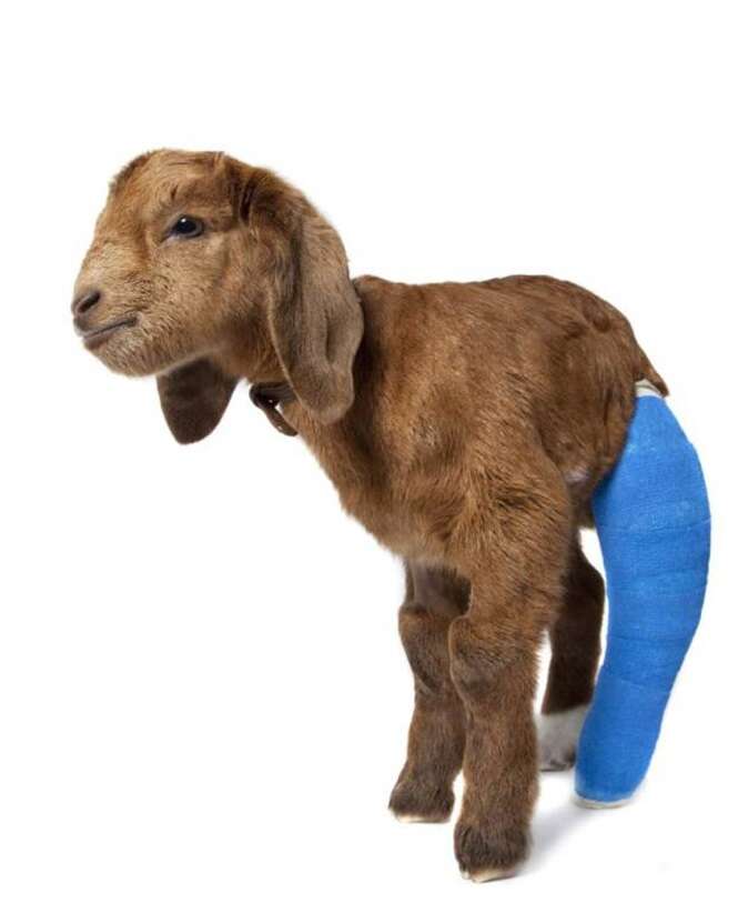 baby goat from rspca (broken leg)