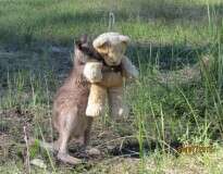 Imagem de canguru bebê órfão abraçado a ursinho de pelúcia comove internautas pelo mundo