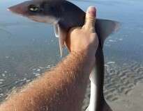 Filhote de tubarão com expressão de “tédio” se torna sensação na internet