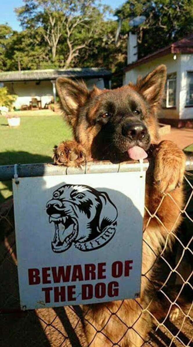Cachorro com aparência tranquila é fotografado ao lado de placa “cuidado com o cão”