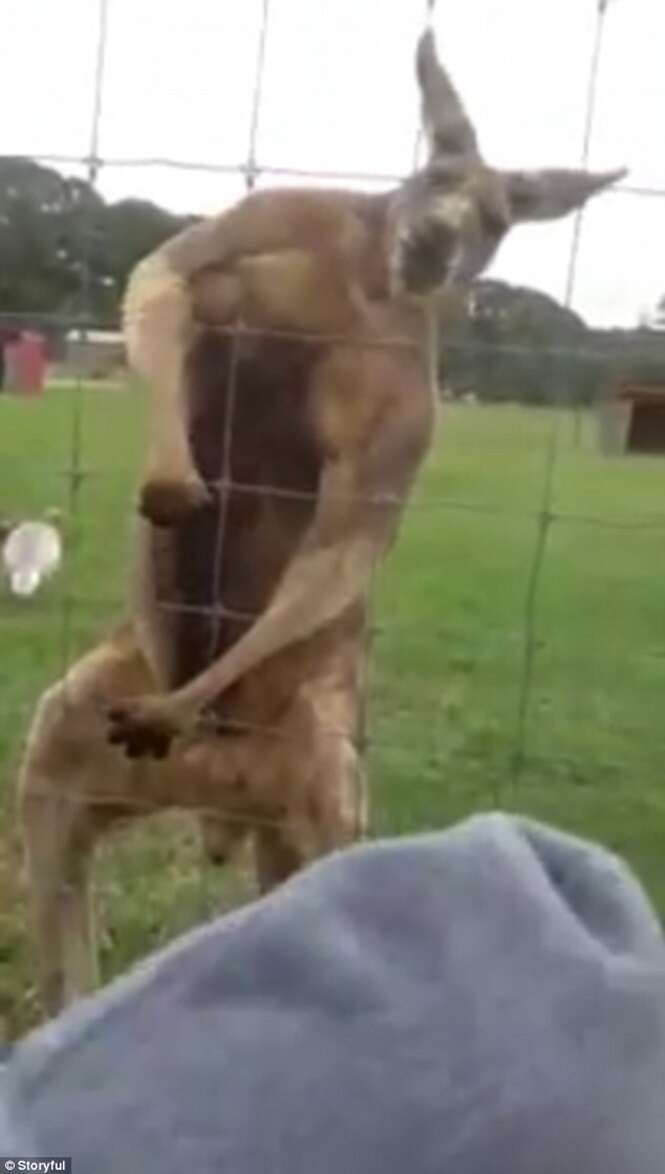 Vídeo mostra canguru bombado fazendo pose para câmera