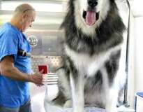 19 cães que cresceram demais e assustaram até seus donos