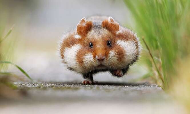 Adoráveis hamster que traduzem o que é "fofura"