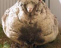 Maior ovelha da Austrália perde mais de 40 quilos após ser tosada e bate recorde mundial
