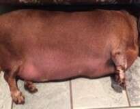 Cão salsicha extremamente obeso choca internautas ao ter suas fotos postadas no Facebook depois de ser abandonado