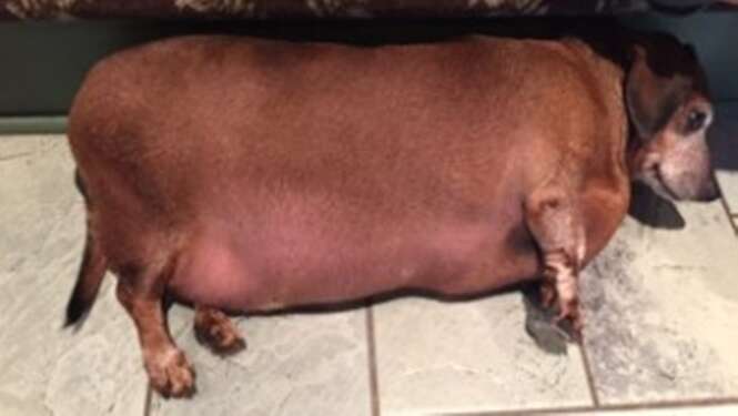 Cão salsicha extremamente obeso choca internautas ao ter suas fotos postadas no Facebook