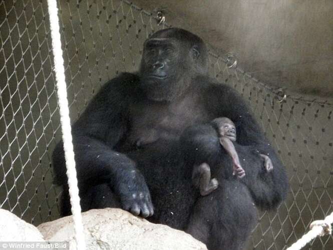 Gorila mãe se recusa acreditar que filhote morreu e não permite que funcionários de zoológico o tirem de sua jaula