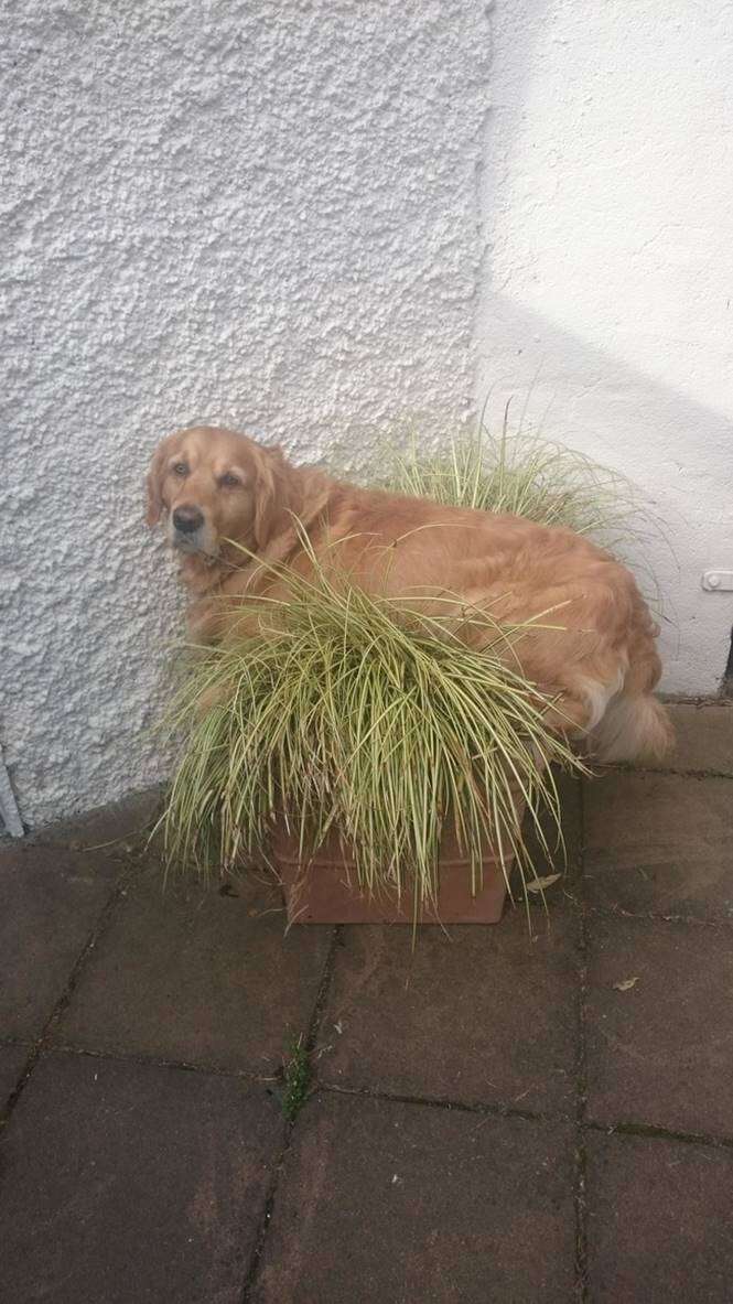 Cão planta