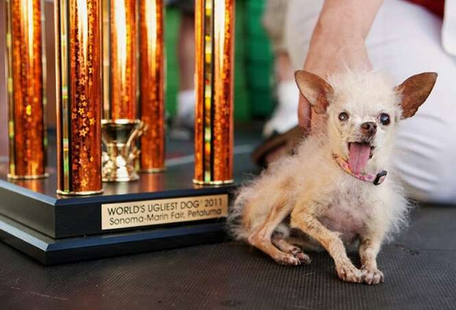 Cães considerados os mais feios do mundo