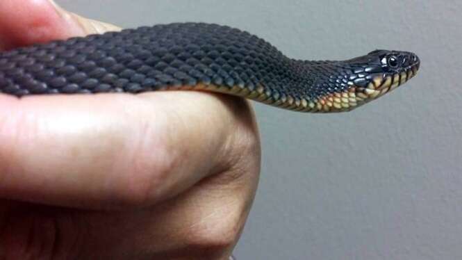 Cobra que não tem parceiro dá à luz filhotes e intriga especialistas