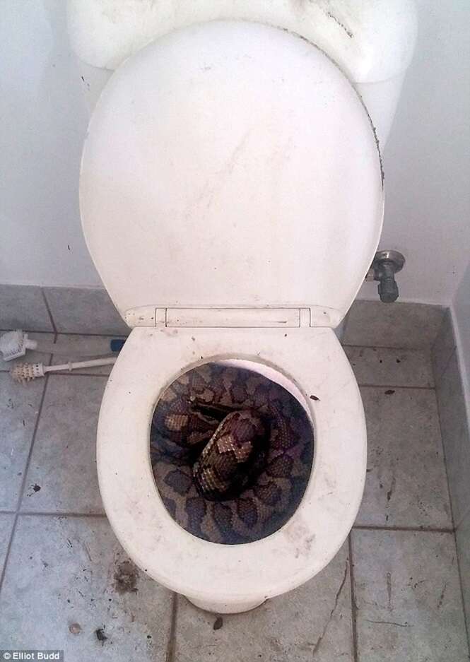 Homem encontra enorme cobra no vaso sanitário quando ia usar o banheiro