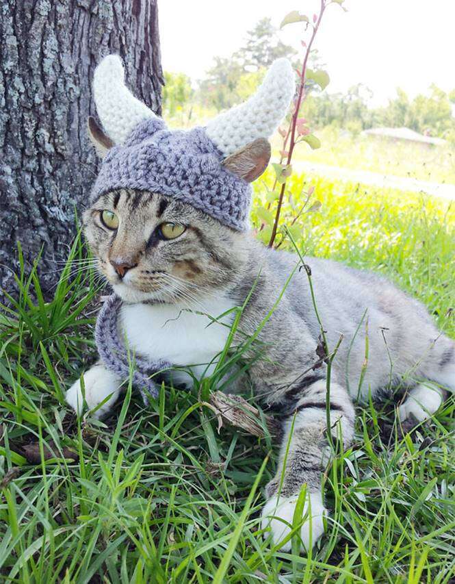 Chapéus para animais