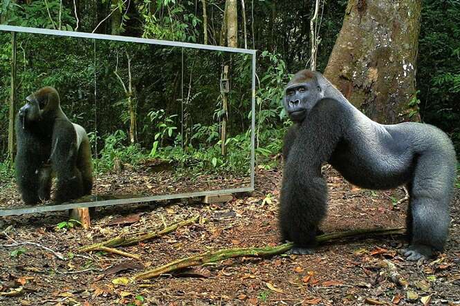 Fotógrafo coloca espelho gigante em mata e filma reação de animais selvagens diante da própria imagem