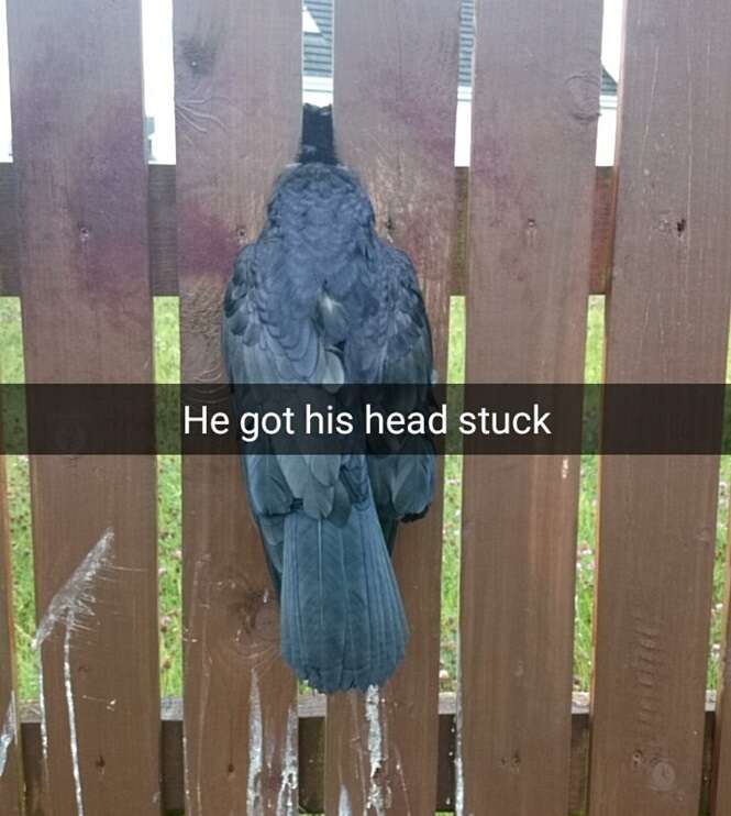 Homem salva corvo preso pela cabeça em cerca
