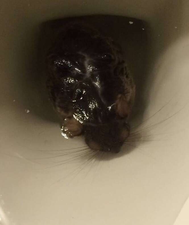 Casal leva enorme susto ao encontrar criatura misteriosa dentro do vaso sanitário