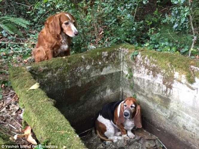 Cão fiel passa uma semana ao lado de amigo preso em reservatório