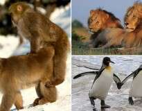 9 animais que praticam a homossexualidade