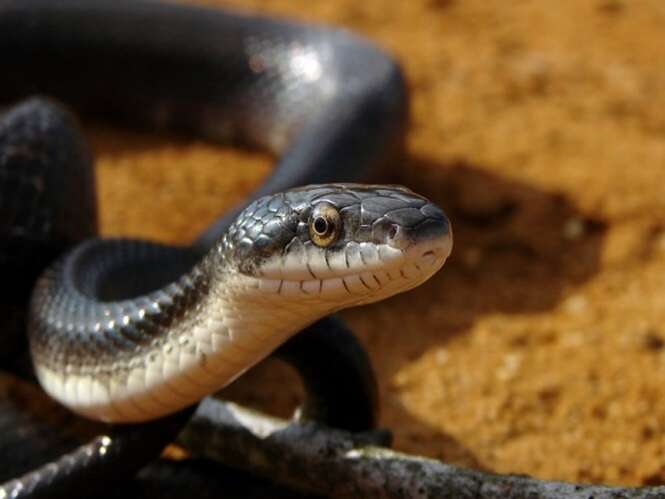 Antídoto contra veneno de cobra está prestes a ser extinto do planeta