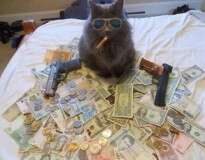 16 gatos esbanjando riqueza