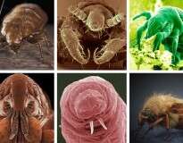 12 criaturas bizarras que vivem dentro de sua casa e você não sabia