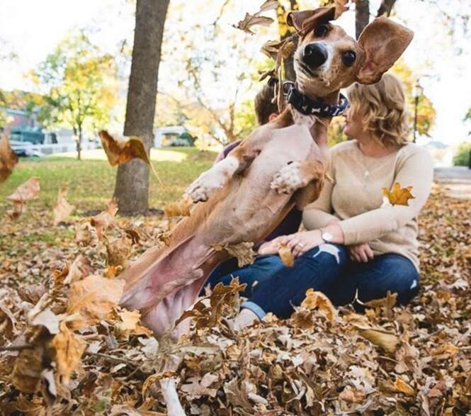 Cães arruinando fotografias