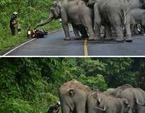 Homem pede desculpas a elefantes depois de perturbá-los com sua moto