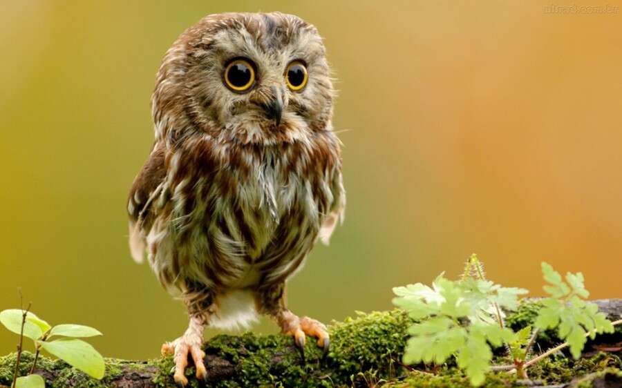 17 corujas mostrando como essa espécie é capaz de ser bonita e estranha ao mesmo tempo