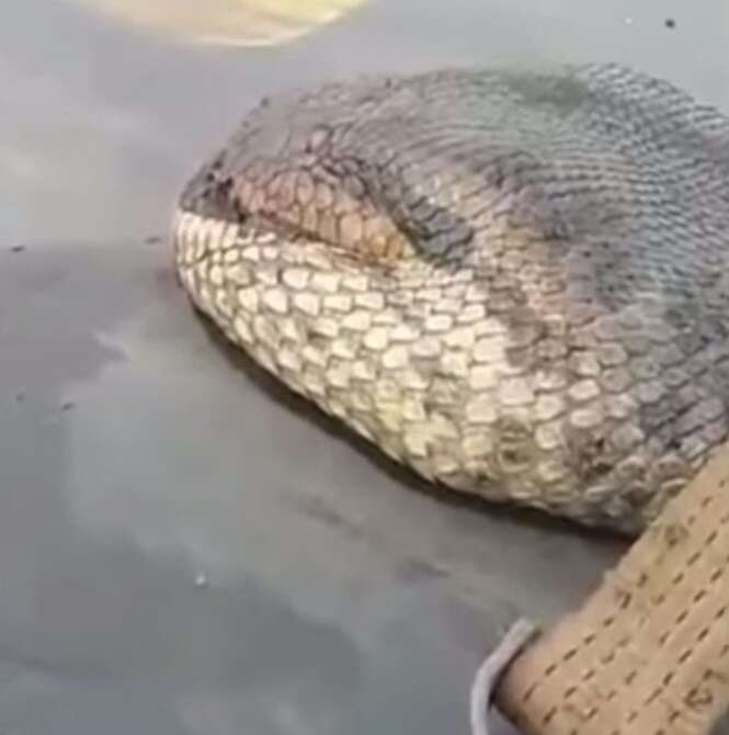 Vídeo aterrorizante mostra o que seria a maior cobra já vista no mundo