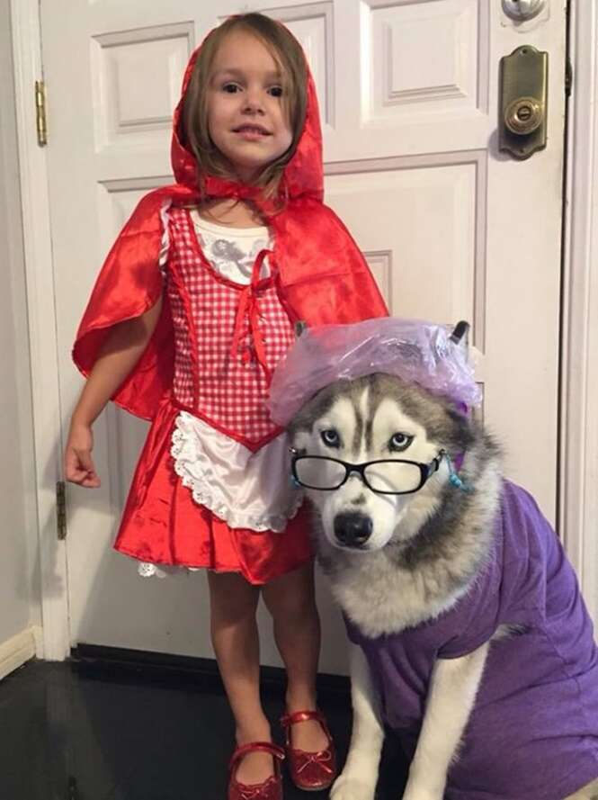 Cães usando trajes curiosos para o Halloween