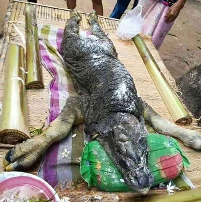 Criatura bizarra com corpo de búfalo e cabeça de crocodilo é encontrada na Tailândia