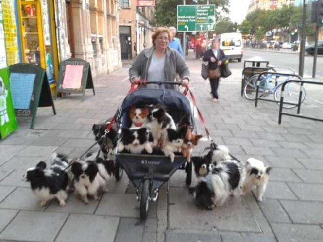 Fotos mostrando como é divertido levar os cães para passear