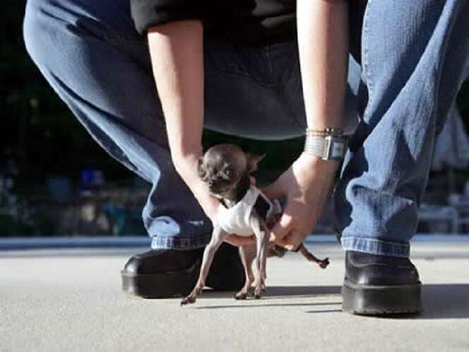 Menores animais de espécies variadas Menores animais de espécies variadas