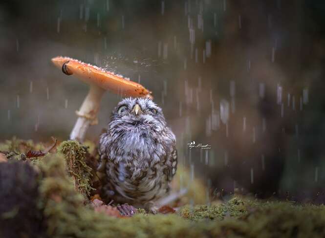 Fotógrafo chama atenção na web ao capturar lindas imagens de uma coruja