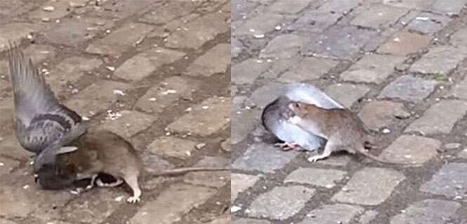 Vídeo chocante mostra momento em que rato afunda os dentes no pescoço de pombo para devorá-lo