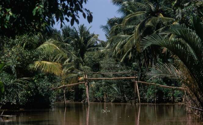 Mekong Delta Monkey Bridge, Asia, Vietnam, Footbridge Foot bridge