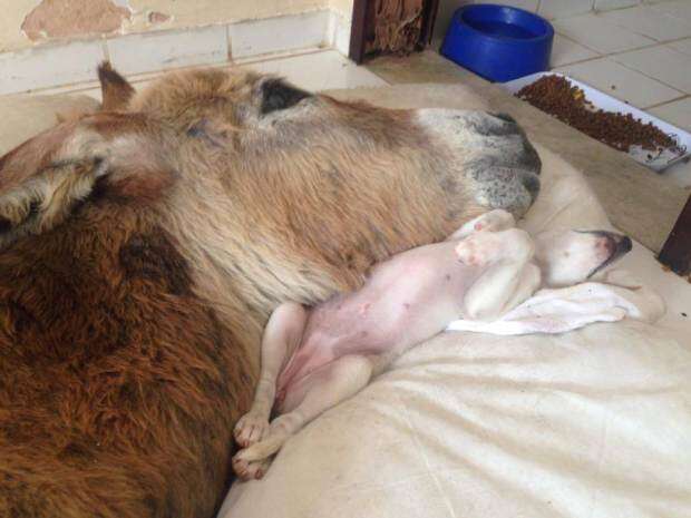 Dog becomes friend with an injured donkey Credit: Facebook/Zenith Gurgel