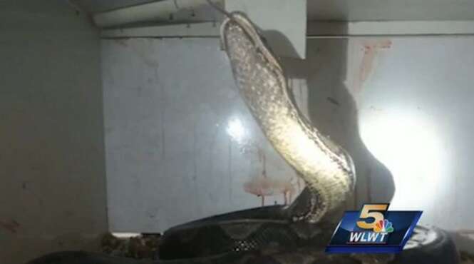 Cobra píton de 6 metros de comprimento aperta e esmaga funcionário que a alimentava