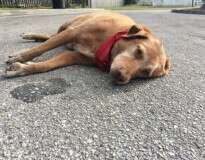 Cão de luto é flagrado deitado no meio da rua logo após sua dona morrer atropelada no local