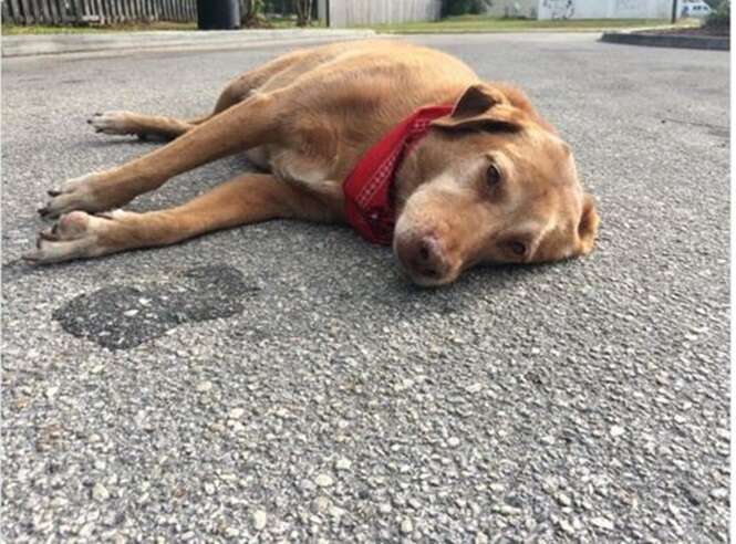 Cão de luto é flagrado deitado no meio da rua logo após sua dona morrer atropelada